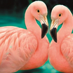 Flamingo indragostiti